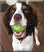 Shamus the English Springer Spaniel