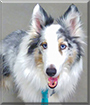 Blue the Shetland Sheepdog