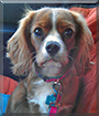 Ruby the Cavalier King Charles Spaniel