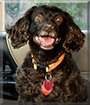 Maddie the Boykin Spaniel