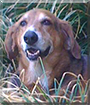 Lucky James the Hound, German Shepherd mix