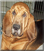 Remington the Bloodhound