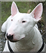 Majzel the English Bullterrier