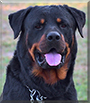 Diesel the Rottweiler