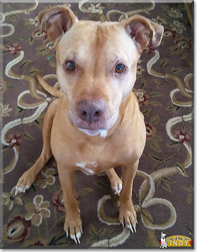 Indy the Pitbull Terrier, the Dog of the Day