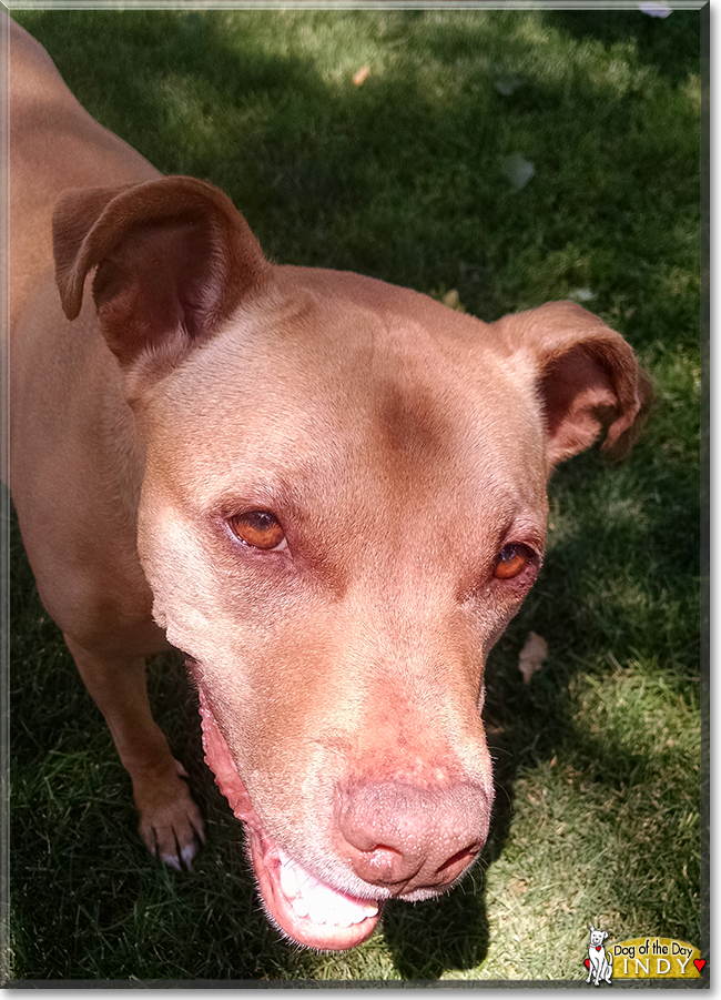 Indy the Pitbull Terrier, the Dog of the Day