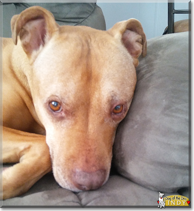 Indy the Pitbull Terrier, the Dog of the Day