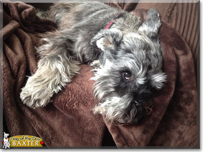 Baxter the Schnauzer, the Dog of the Day