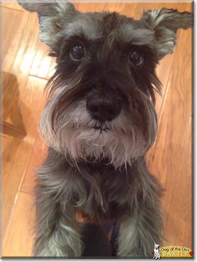 Baxter the Schnauzer, the Dog of the Day