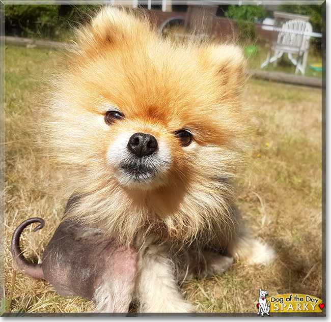 Sparky the Pomeranian, the Dog of the Day