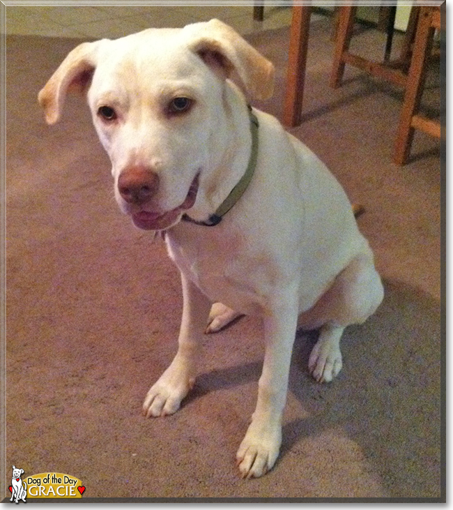 Gracie the Labrador Retriever mix, the Dog of the Day