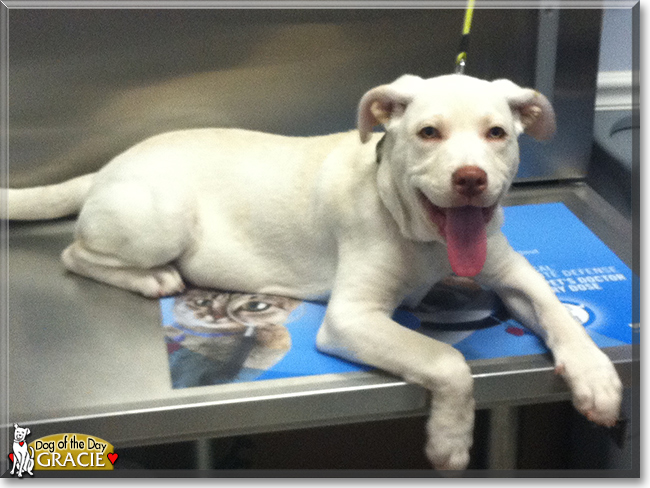 Gracie the Labrador Retriever mix, the Dog of the Day