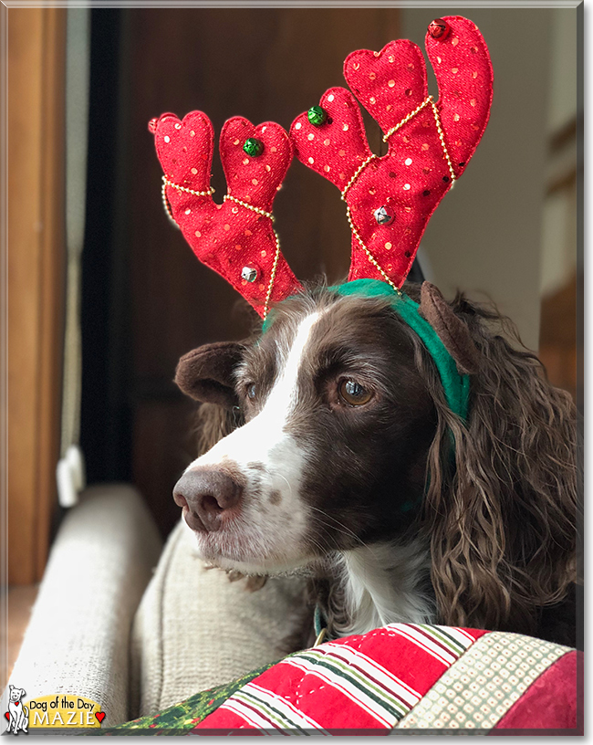 Maize the Brittany Spaniel, the Dog of the Day