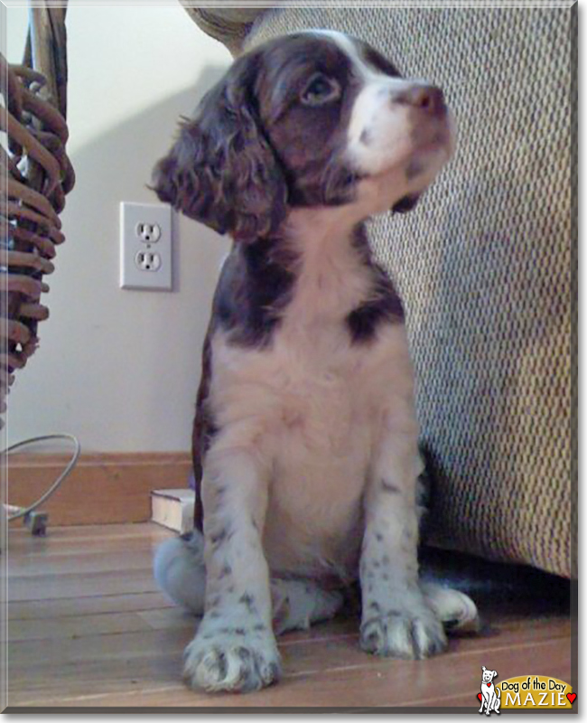 Maize the Brittany Spaniel, the Dog of the Day