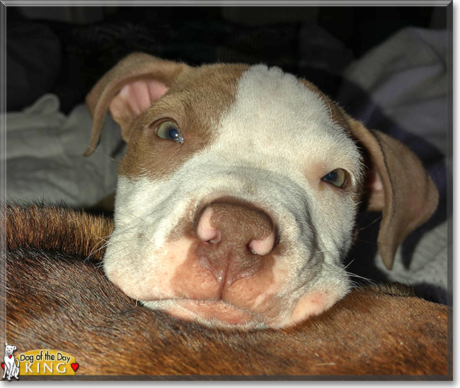 King the Pitbull mix, the Dog of the Day