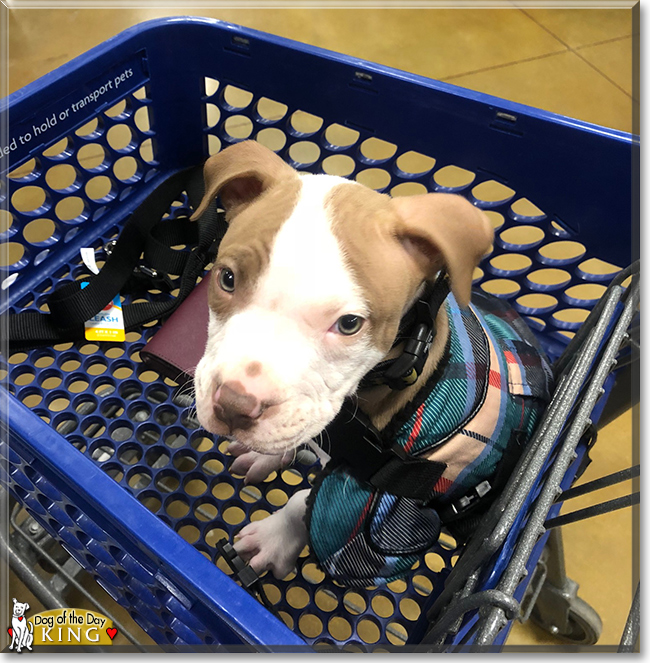 King the Pitbull mix, the Dog of the Day