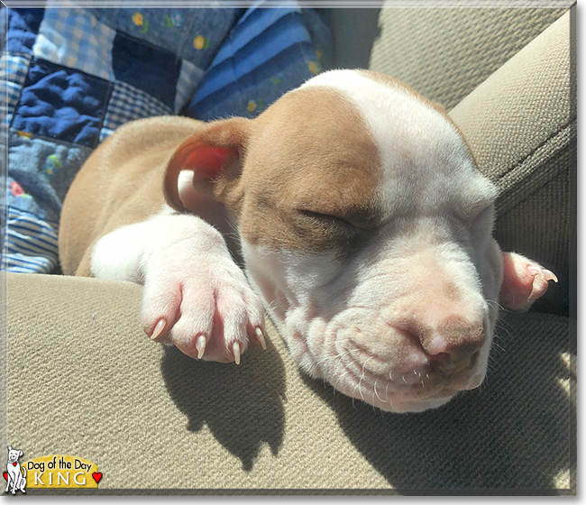 King the Pitbull mix, the Dog of the Day