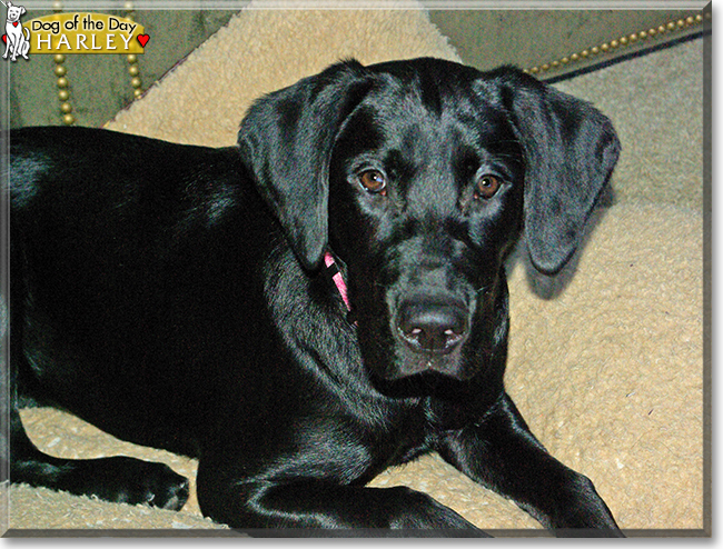 Harley the Labrador, Golden Retriever mix, the Dog of the Day