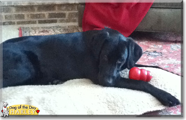 Harley the Labrador, Golden Retriever mix, the Dog of the Day