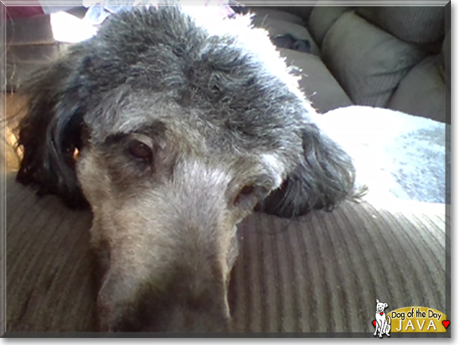 Java the Giant Schnauzer, Standard Poodle mix, the Dog of the Day