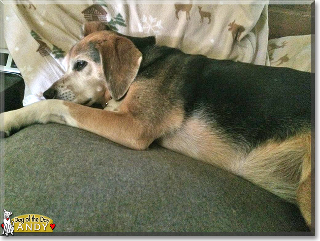 Andy the Beagle mix, the Dog of the Day