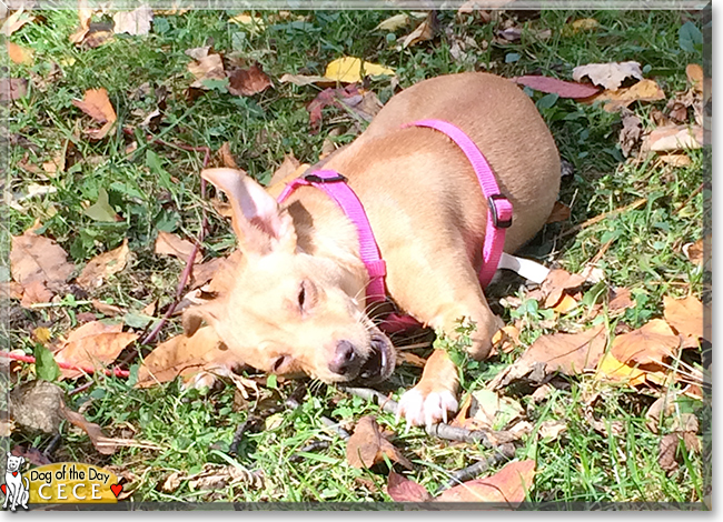 Cece the Chihuahua, Terrier mix, the Dog of the Day