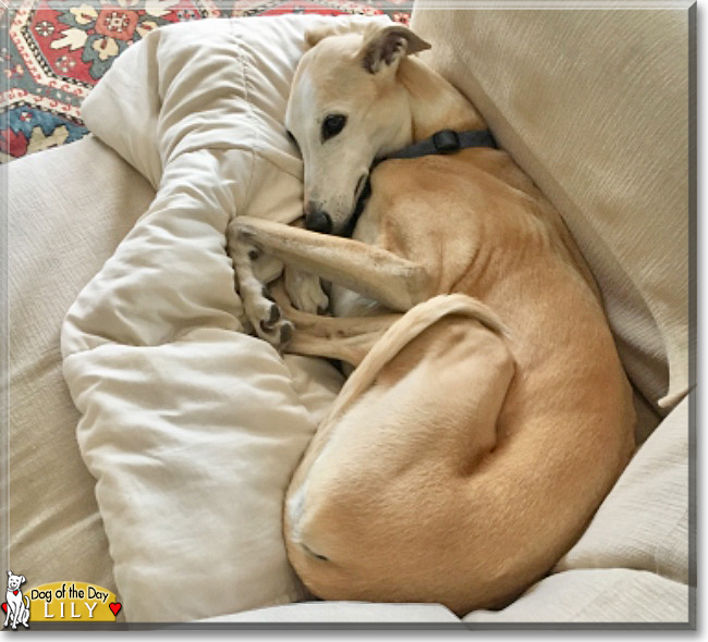 Lily the Whippet, the Dog of the Day