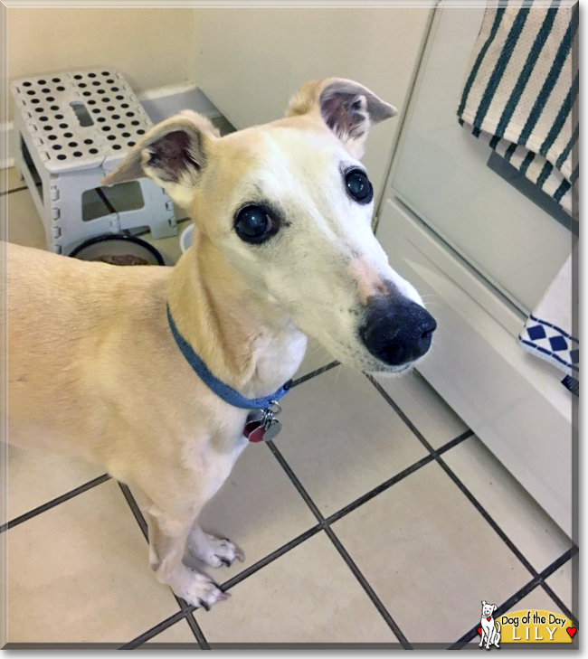 Lily the Whippet, the Dog of the Day