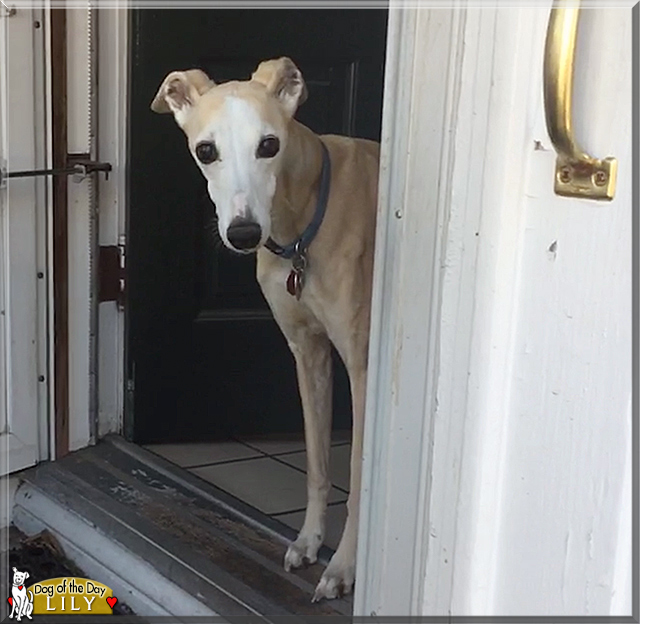 Lily the Whippet, the Dog of the Day