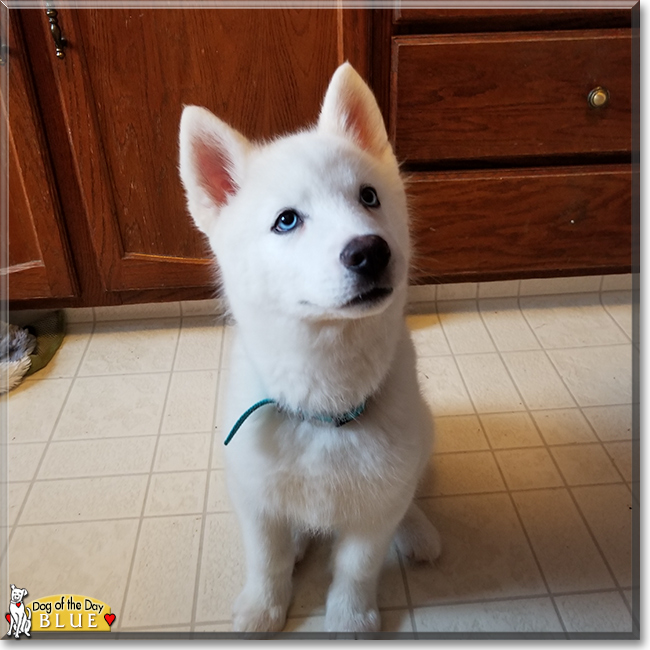 Blue the Siberian Husky, the Dog of the Day