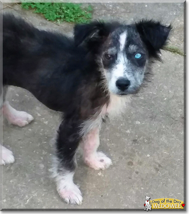 Wedowee the Australian Shepherd mix, the Dog of the Day