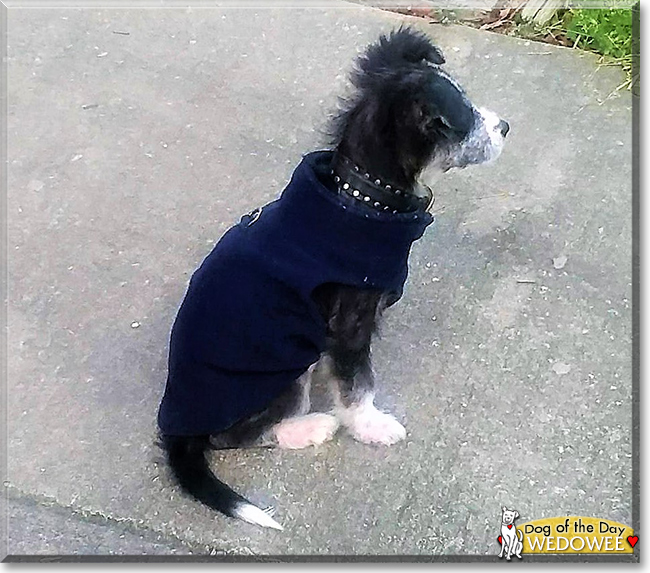 Wedowee the Australian Shepherd mix, the Dog of the Day