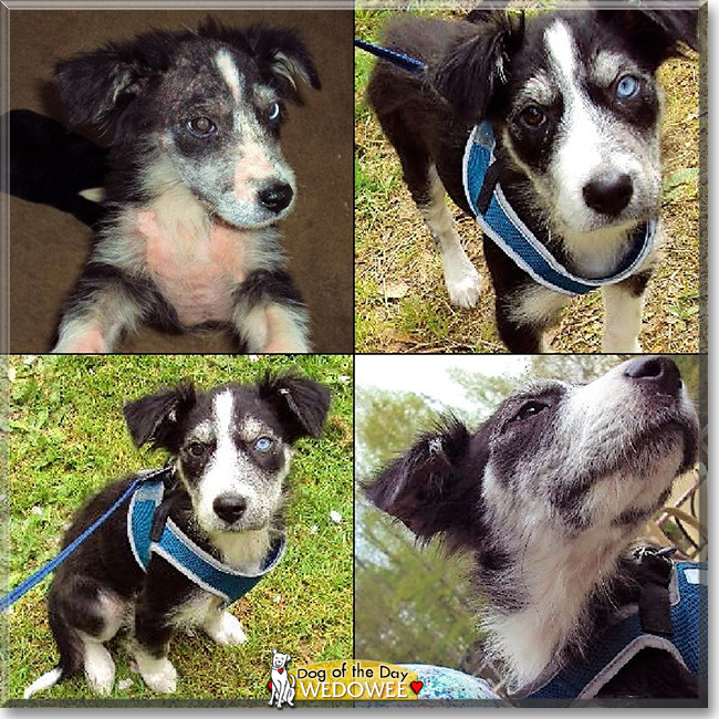 Wedowee the Australian Shepherd mix, the Dog of the Day