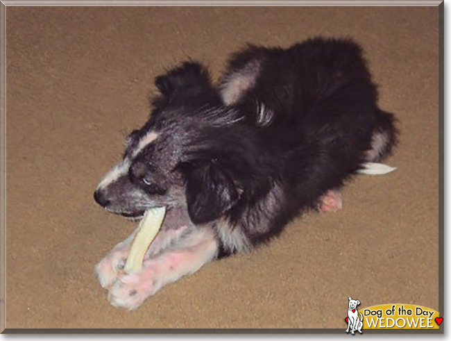 Wedowee the Australian Shepherd mix, the Dog of the Day