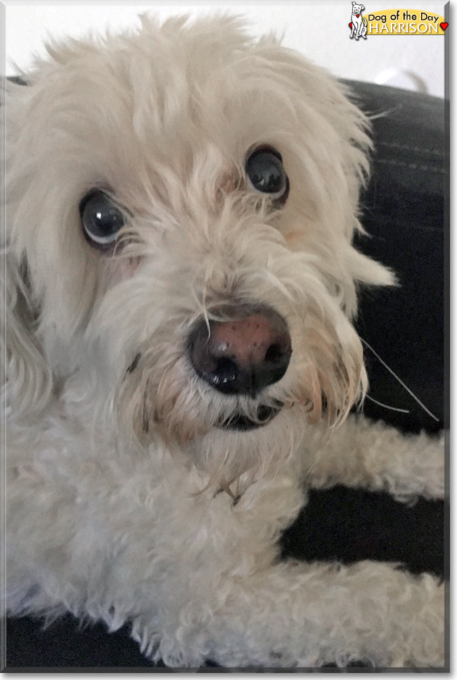 Harrison the Bichon Frise, the Dog of the Day