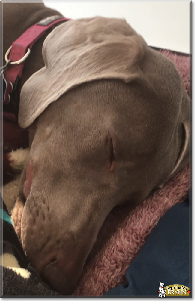 Brynn the Weimaraner, the Dog of the Day