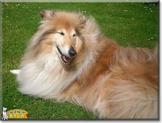 Kyla the Rough Collie, the Dog of the Day