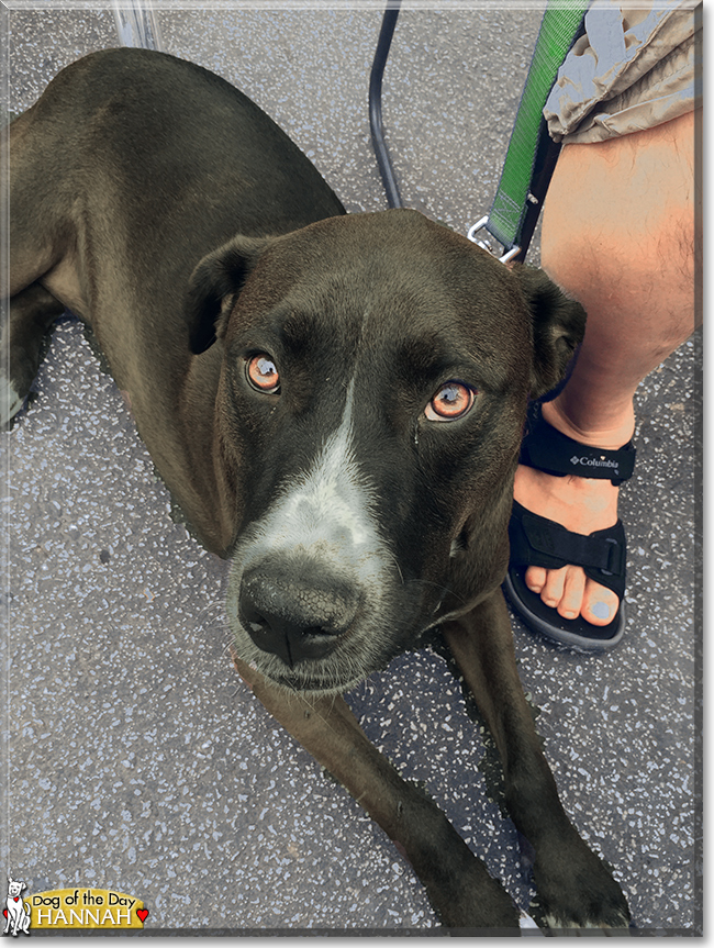 Hannah the Pitbull, Labrador Retriever mix, the Dog of the Day