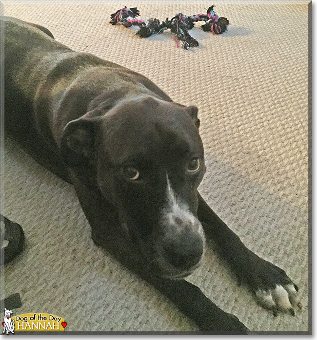 Hannah the Pitbull, Labrador Retriever mix, the Dog of the Day