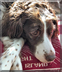 Maize the Brittany Spaniel