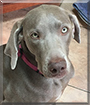 Brynn the Weimaraner