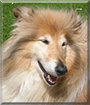 Kyla the Rough Collie