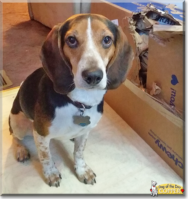 Copper the Beagle, the Dog of the Day