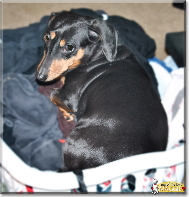 Maggie the Miniature Dachshund, the Dog of the Day