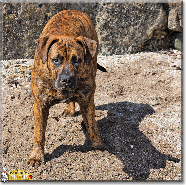 Rufus the Boerboel, the Dog of the Day