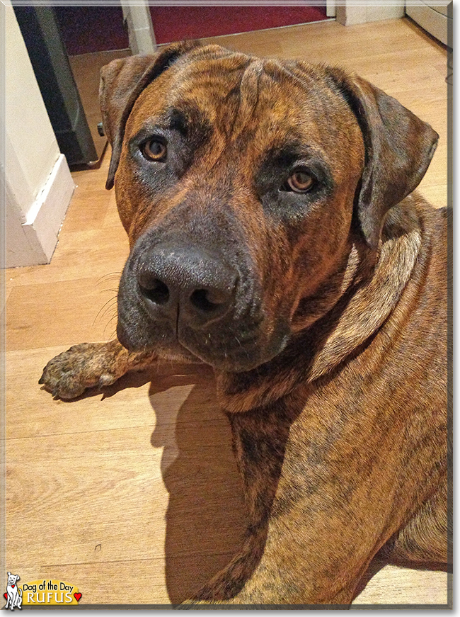 Rufus the Boerboel, the Dog of the Day