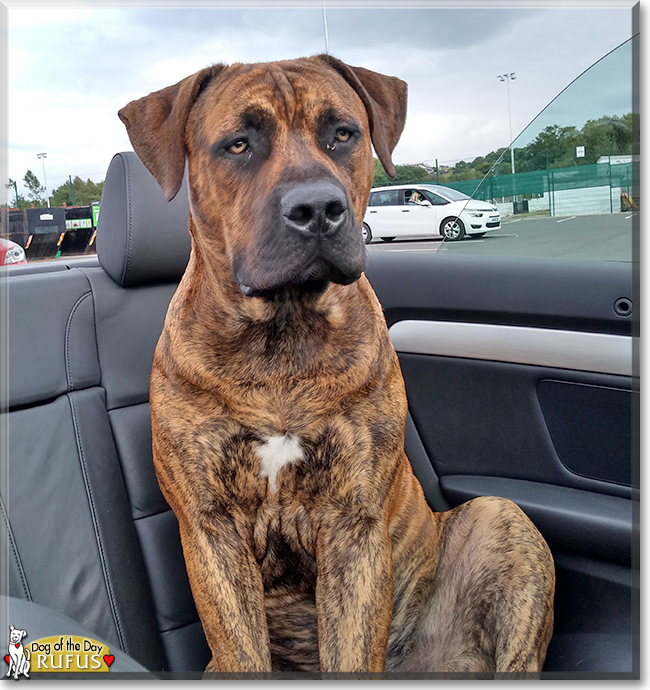 Rufus the Boerboel, the Dog of the Day