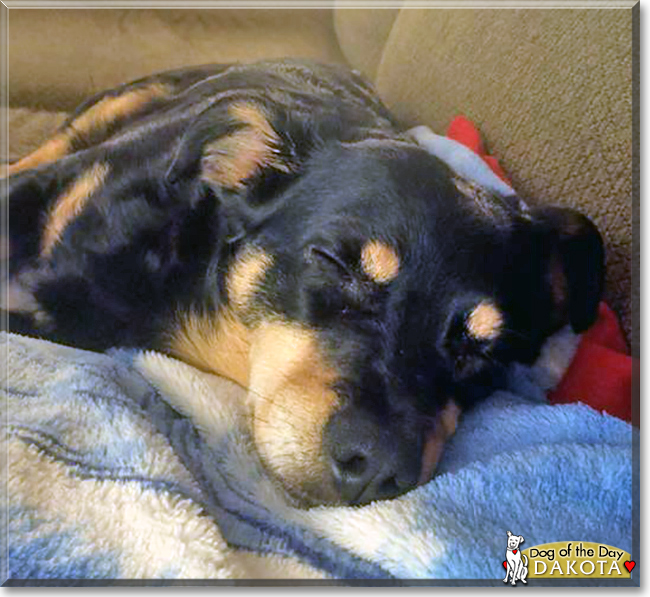 Dakota the Fox Terrier, Dachshund, Beagle, Shih Tzu mix, the Dog of the Day