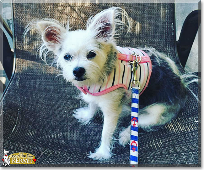 Kermit the Chihuahua, Havanese mix, the Dog of the Day