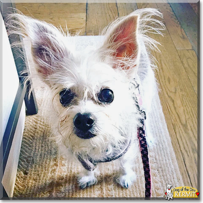 Kermit the Chihuahua, Havanese mix, the Dog of the Day